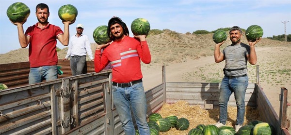 Karpuzda Geciken Hasat, Tadına Lezzet Kattı