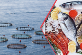 Su Ürünleri Üretimi Vitrin