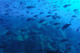 balıklar kırmızı liste vitrin