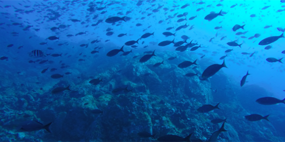 TÜRKİYE’NİN DENİZ VE TATLI SU BALIKLARI “KIRMIZI LİSTE” İLE KORUNACAK