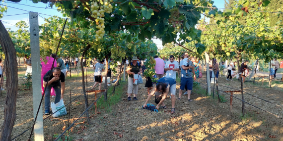 Tekirdağ’da Bağ Bozumu Yapıldı