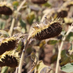 Tekirdag-14-31-1024x682