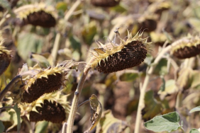 Tekirdag-14-31-1024x682