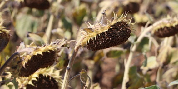 Hedef Kuraklığa Tam Dayanıklı Ayçiçeği Üretimi