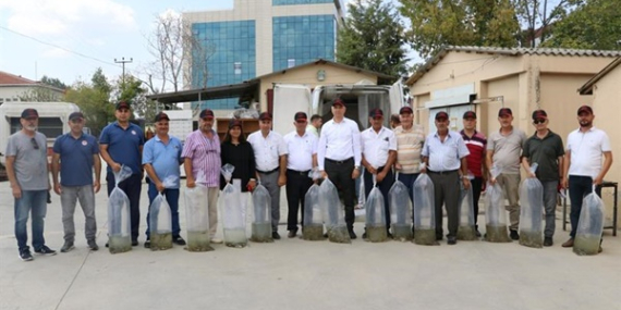 İç Su Kaynakları 5,5 Milyon Yavru Sazan Balığı İle Buluştu.