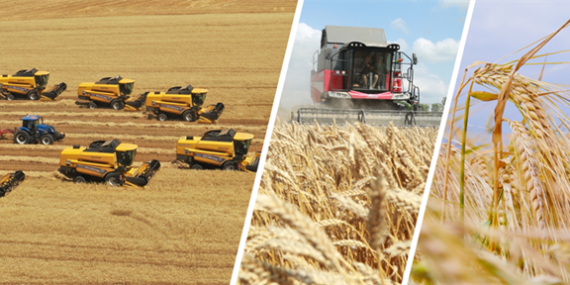 TİGEM İŞLETMELERİNDEN HASAT REKORU