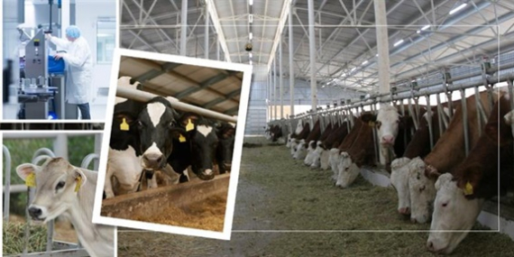 HAYVANCILIĞA 80 MİLYON LİRALIK HİBE DESTEĞİ