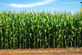 Mısır alım fiyatı vitrinn