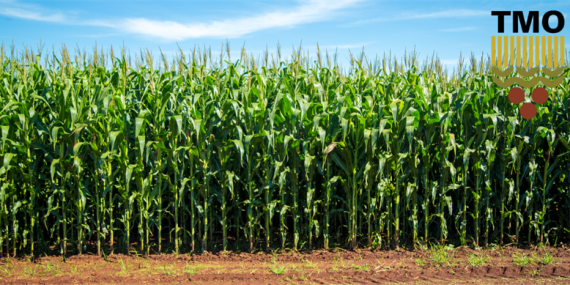 2025 YILI MISIR ALIM FİYATLARI BELİRLENDİ