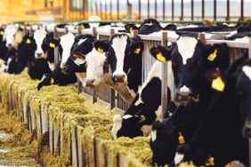 FINANCIAL/DAIRY-FARMS