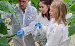 Ergene’de entegre ürün yönetimi için numune alındı