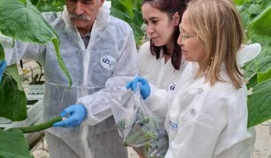 Ergene’de entegre ürün yönetimi için numune alındı