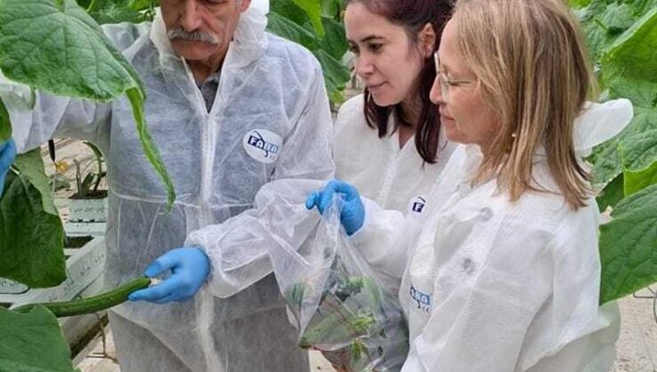 Ergene’de entegre ürün yönetimi için numune alındı