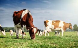 Çiftçilere Dev Hibe Desteği: Yüzde 80’e Kadar Geri Ödemesiz!