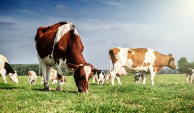 Çiftçilere Dev Hibe Desteği: Yüzde 80’e Kadar Geri Ödemesiz!