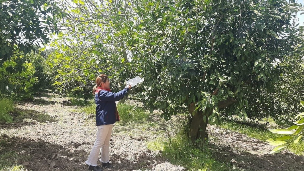 Söke’de tarım arazisinde bitki kontrolü yapan ekipler