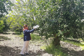 Söke’de tarım arazisinde bitki kontrolü yapan ekipler