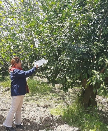 Söke’de tarım arazisinde bitki kontrolü yapan ekipler