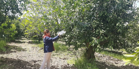Söke’de tarım arazilerinde hastalık denetimi