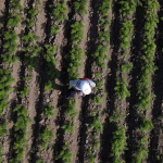 Lüleburgaz’da geniş tarım arazilerinin havadan görünümü