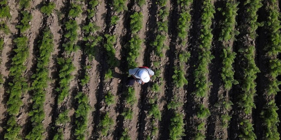 Lüleburgaz tarımda Türkiye’nin zirvesine yaklaştı