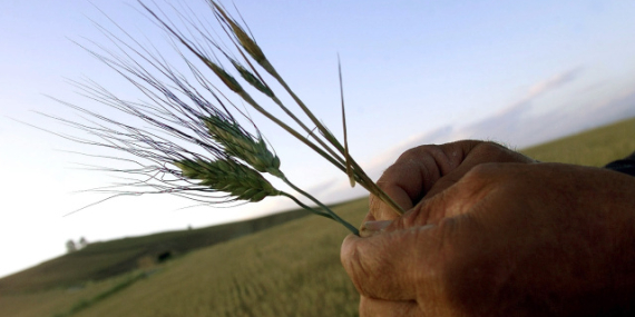 Buğday fiyatları ateşkes ve arz artışıyla düştü