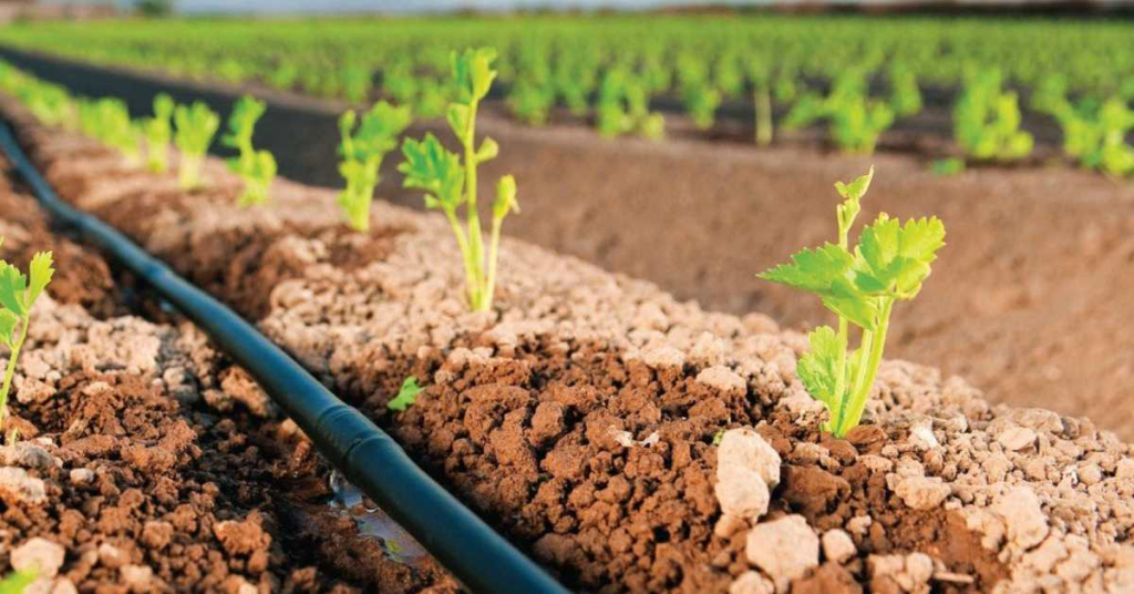 Tarım ve tekonoloji haberleri - Damla sulama sistemi nedir?