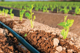 Tarım ve tekonoloji haberleri - Damla sulama sistemi nedir?