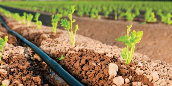 Damla sulama sistemi nasıl kurulur? 2026 güncel rehberi