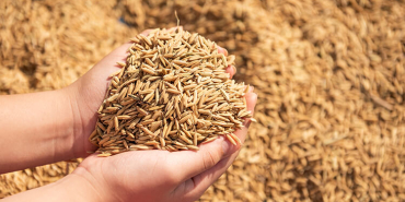 bugday_fiyatlari_turib