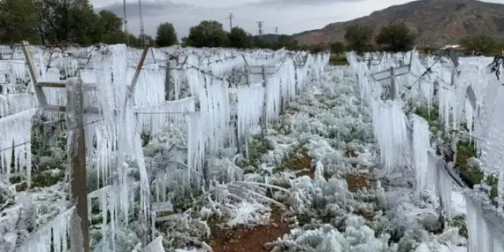 Zirai don raporu: Tarım sigortası zorunlu olabilir