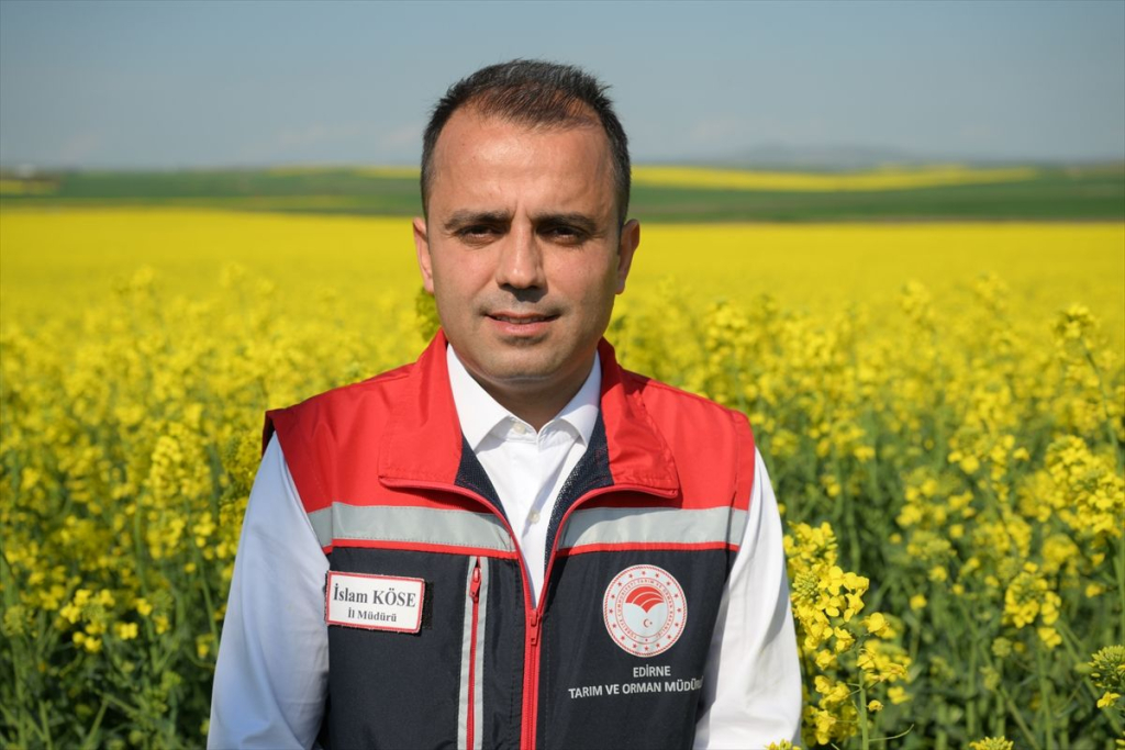 Edirne’de sarı çiçek açmış kanola tarlası