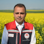 Edirne’de sarı çiçek açmış kanola tarlası