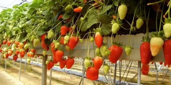 Torbalı’da topraksız tarım çileğe ilgiyi artırdı