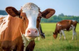 Kastamonu Devrekani’de kurulan modern besi organize tarım tesisi