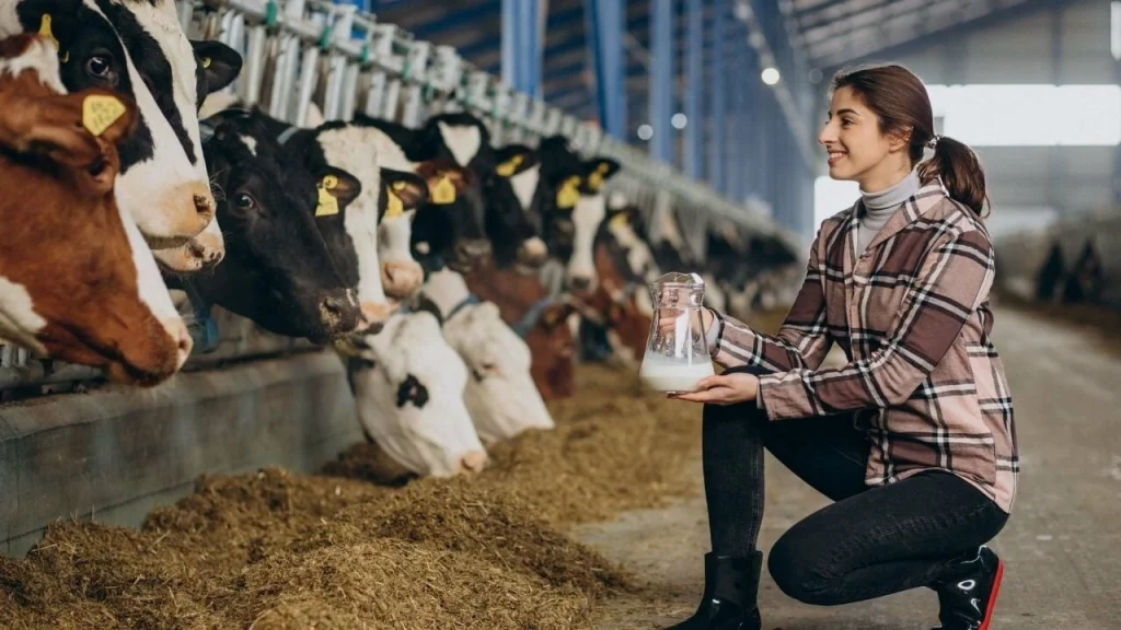 Süt verimi nasıl artırılır? İneklerde süt verimi nasıl yükseltilir?