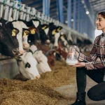 Süt verimi nasıl artırılır? İneklerde süt verimi nasıl yükseltilir?