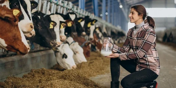 Süt verimi nasıl artırılır? İneklerde süt verimi nasıl yükseltilir?