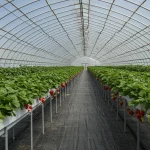 1 dönüm seradan ne kadar kazanılır? 2026 güncel kazanç hesabı