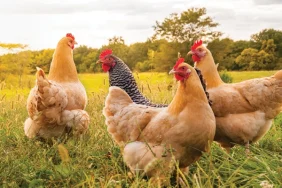 Tarım haberleri - Tavukçuluk nasıl yapılır? 2026 güncel rehber (Adım Adım)