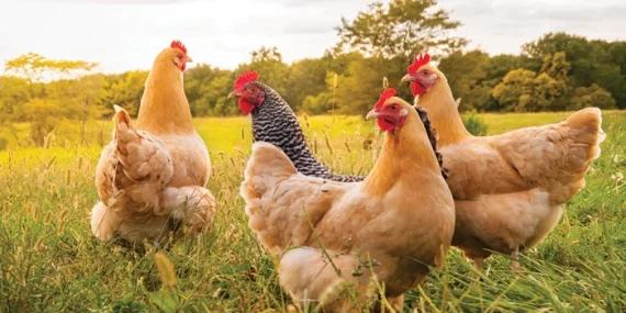 Tavukçuluk nasıl yapılır? 2026 güncel rehber (Adım Adım)