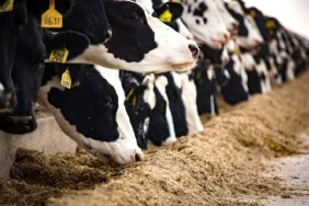 Büyükbaş hayvancılık nedir, nasıl yapılır? 2026 büyükbaş hayvancılık rehberi