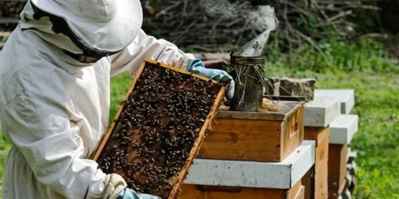 Arıcılık nedir, nasıl yapılır? Arıcılık karlı mı? 2026