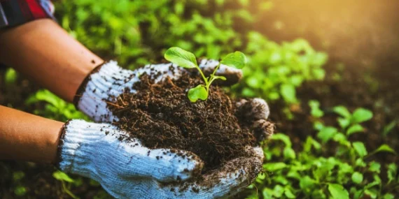 Organik tarım nedir, nasıl yapılır? 2026’da organik tarım kazançlı mı?