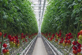 Topraksız tarım nasıl yapılır? Topraksız tarım kazançlı mı? 2026