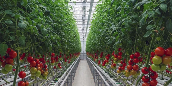 Topraksız tarım nasıl yapılır? Topraksız tarım kazançlı mı? 2026