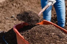 Üre mi DAP mı daha iyi? En iyi gübre hangisi 2026