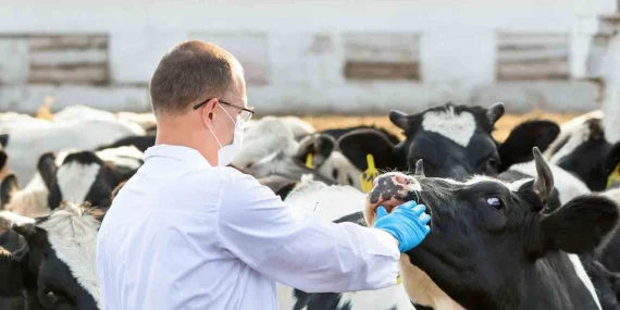 İneklerde süt verimi neden düşer, inek süt vermiyorsa ne yapılmalı