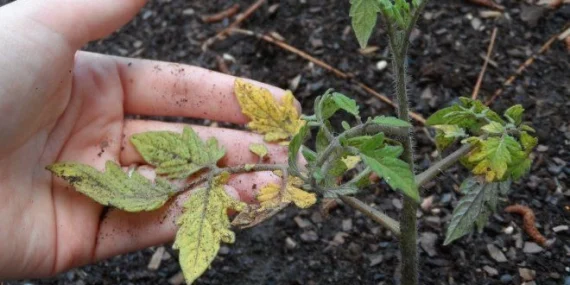 Domates yaprakları neden sararır? Domates bakımı nasıl yapılır?