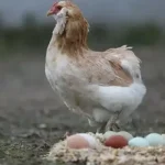 Tarım haberleri - Tavuk neden yumurtlamaz? Yumurta verimi nasıl artırılır?